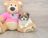 5 week old Shih Pom Puppy For Sale - Lone Star Pups