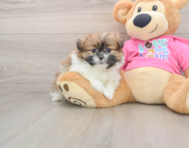 5 week old Shih Pom Puppy For Sale - Lone Star Pups