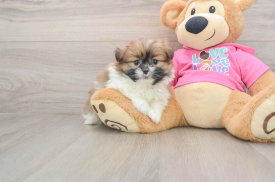 Hypoallergenic Pomtzu Designer Puppy