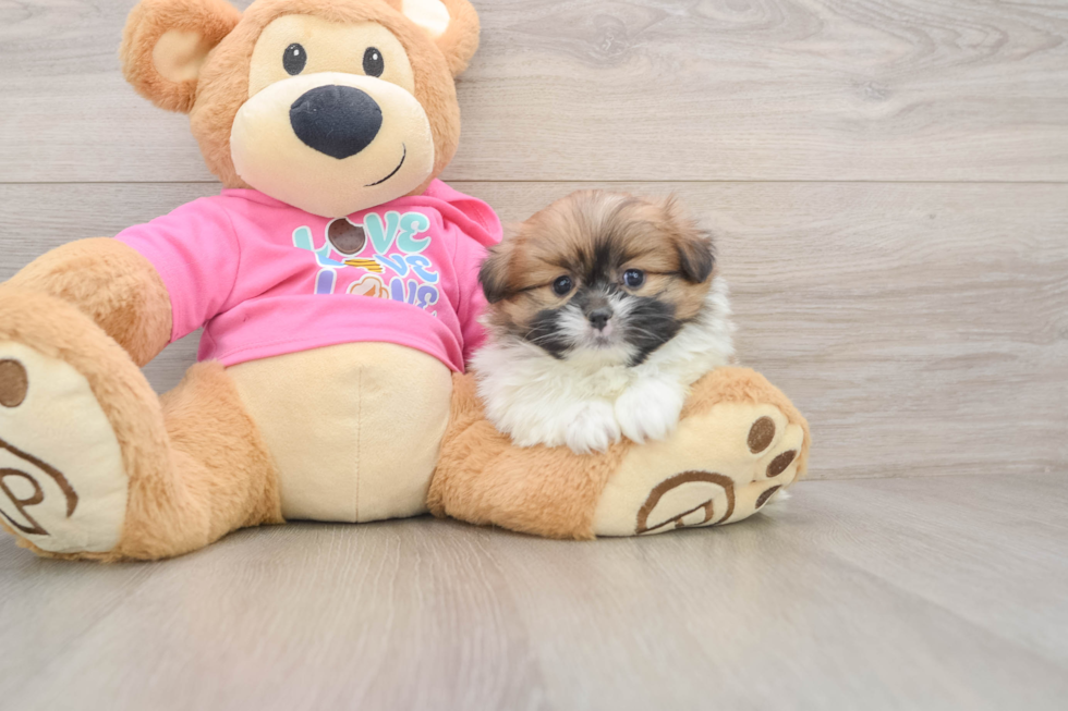 Shih Pom Puppy for Adoption