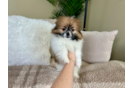 Cute Shih Pom Baby