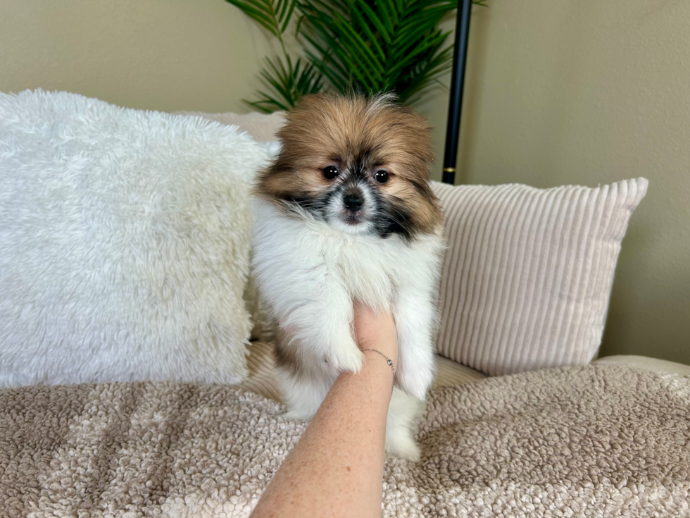 Cute Shih Pom Baby