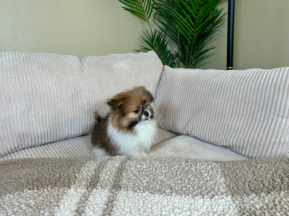 Cute Shiranian Designer Puppy