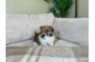 Cute Shih Pom Designer Pup