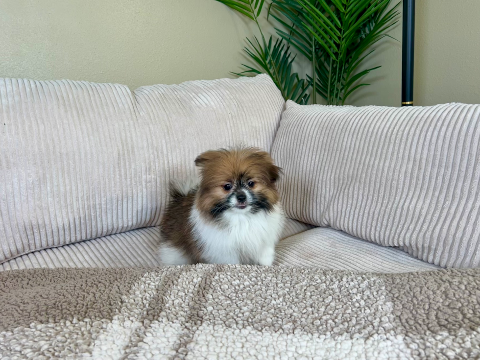 Cute Shih Pom Designer Pup