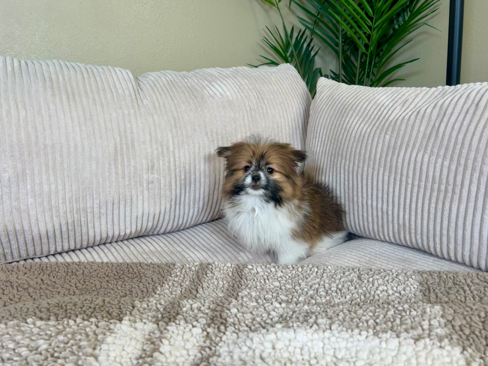 Shih Pom Pup Being Cute