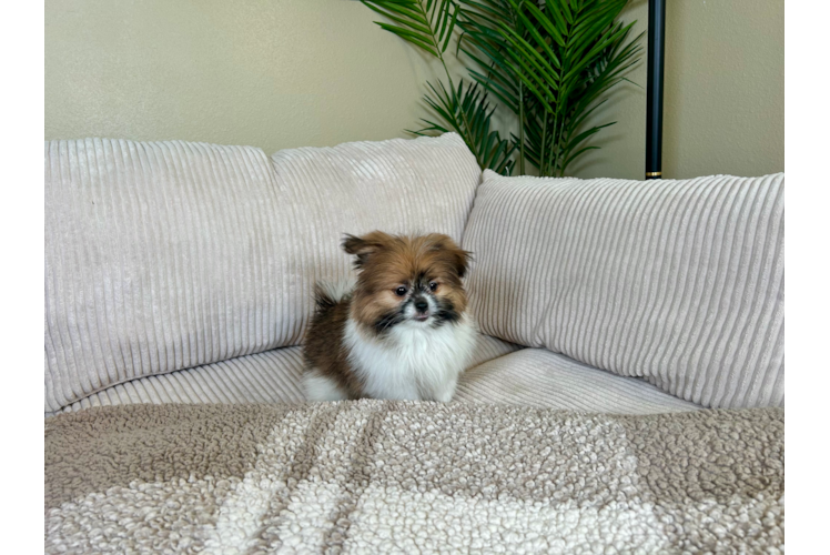 Shih Pom Puppy for Adoption