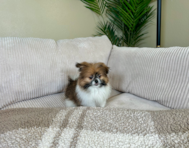 10 week old Shih Pom Puppy For Sale - Lone Star Pups