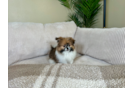 Shih Pom Puppy for Adoption