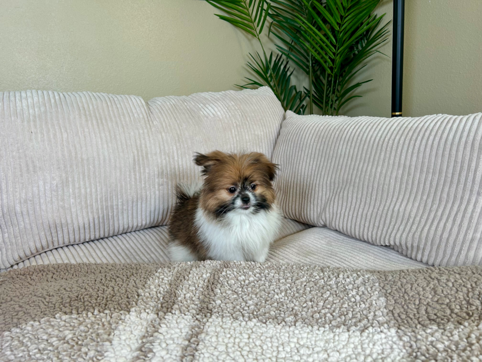 Shih Pom Puppy for Adoption
