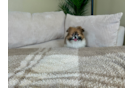 Shih Pom Pup Being Cute