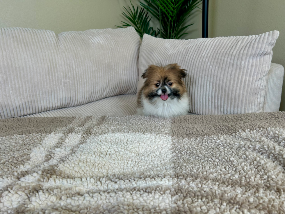 Shih Pom Pup Being Cute