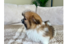 Shih Pom Puppy for Adoption