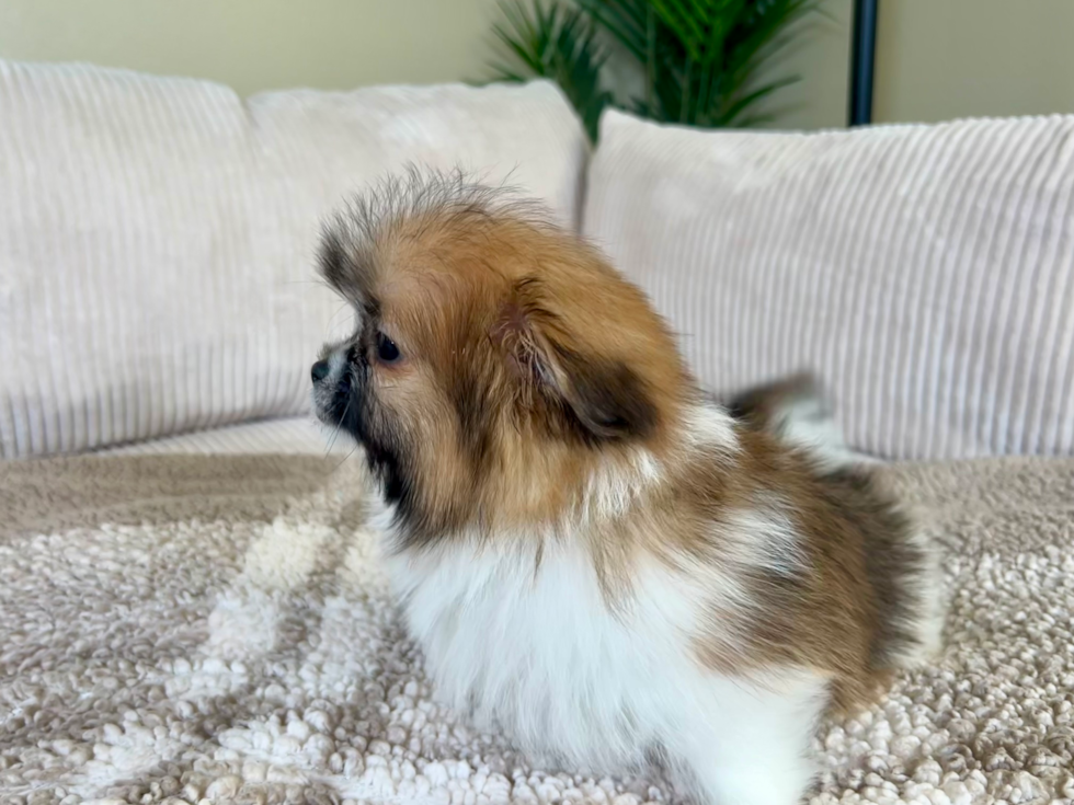 Shih Pom Puppy for Adoption