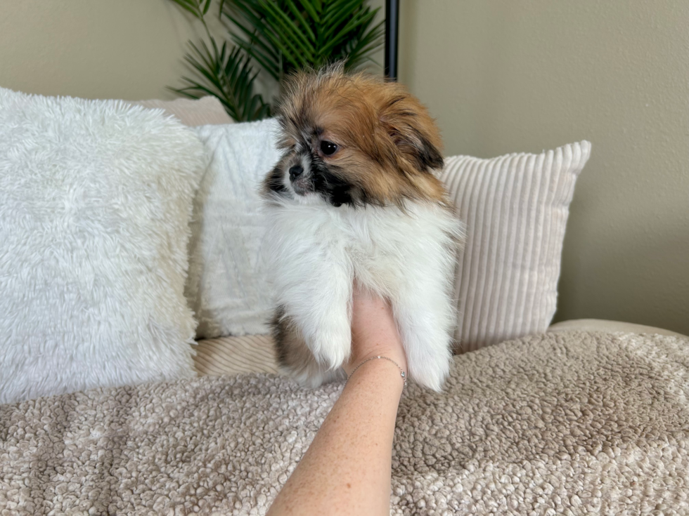 Cute Pomatzu Designer Puppy