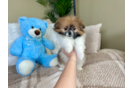 Shih Pom Pup Being Cute