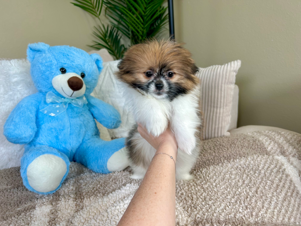 Shih Pom Pup Being Cute