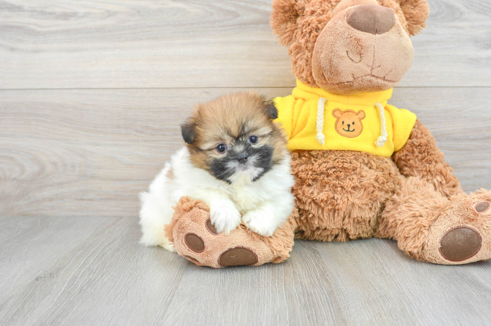 7 week old Shih Pom Puppy For Sale - Lone Star Pups