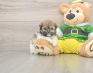 5 week old Shih Pom Puppy For Sale - Lone Star Pups