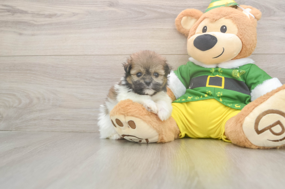 5 week old Shih Pom Puppy For Sale - Lone Star Pups