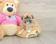 5 week old Shih Pom Puppy For Sale - Lone Star Pups