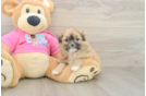 Cute Shih Pom Baby