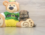 8 week old Shih Pom Puppy For Sale - Lone Star Pups