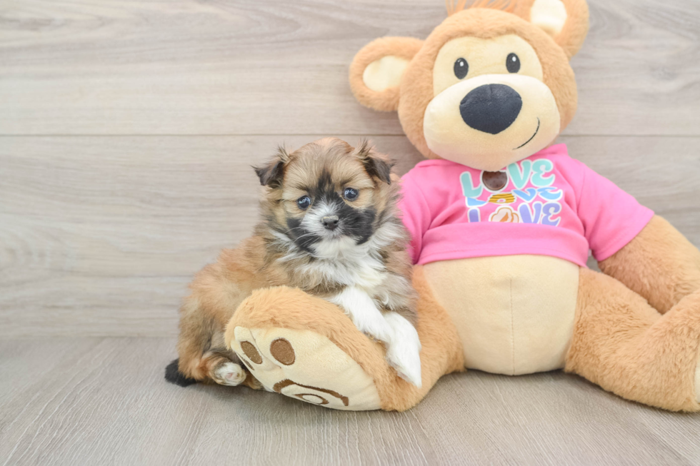 Fluffy Shih Pom Designer Pup