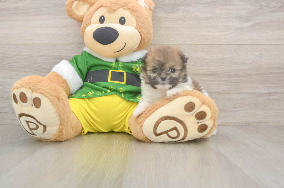 5 week old Shih Pom Puppy For Sale - Lone Star Pups