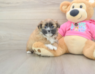 5 week old Shih Pom Puppy For Sale - Lone Star Pups