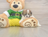 5 week old Shih Pom Puppy For Sale - Lone Star Pups