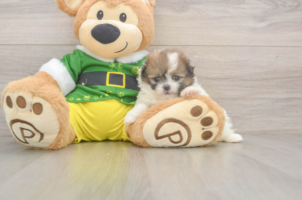 5 week old Shih Pom Puppy For Sale - Lone Star Pups