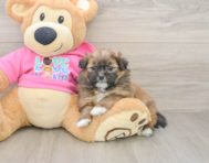 8 week old Shih Pom Puppy For Sale - Lone Star Pups