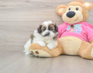 8 week old Shih Pom Puppy For Sale - Lone Star Pups