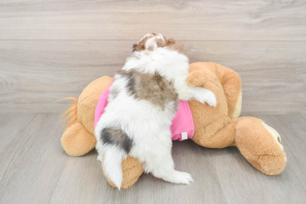 Popular Shih Pom Designer Pup