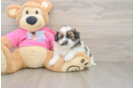 Funny Shih Pom Designer Pup