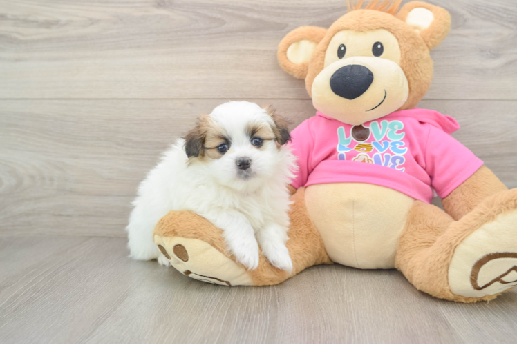 Shih Pom Puppy for Adoption