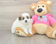 5 week old Shih Pom Puppy For Sale - Lone Star Pups