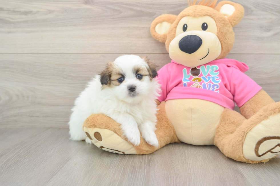 Shih Pom Puppy for Adoption