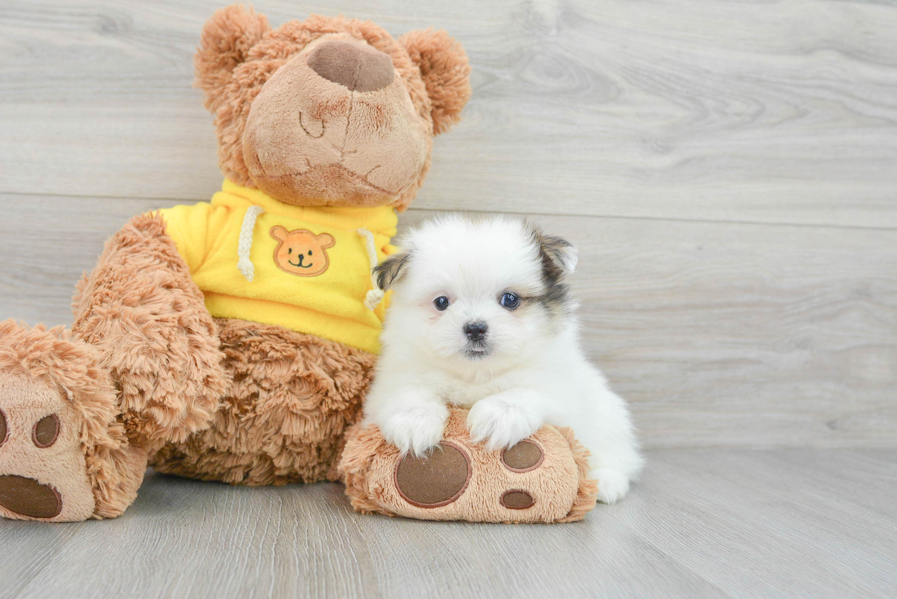 pomページ ジュディ2xsサイズフルセット Cute Shih Pom Drake: 2lb 1oz Designer Puppy