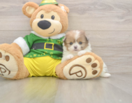 5 week old Shih Pom Puppy For Sale - Lone Star Pups