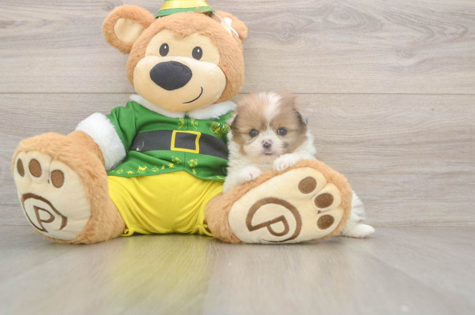 5 week old Shih Pom Puppy For Sale - Lone Star Pups