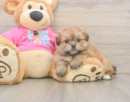 5 week old Shih Pom Puppy For Sale - Lone Star Pups