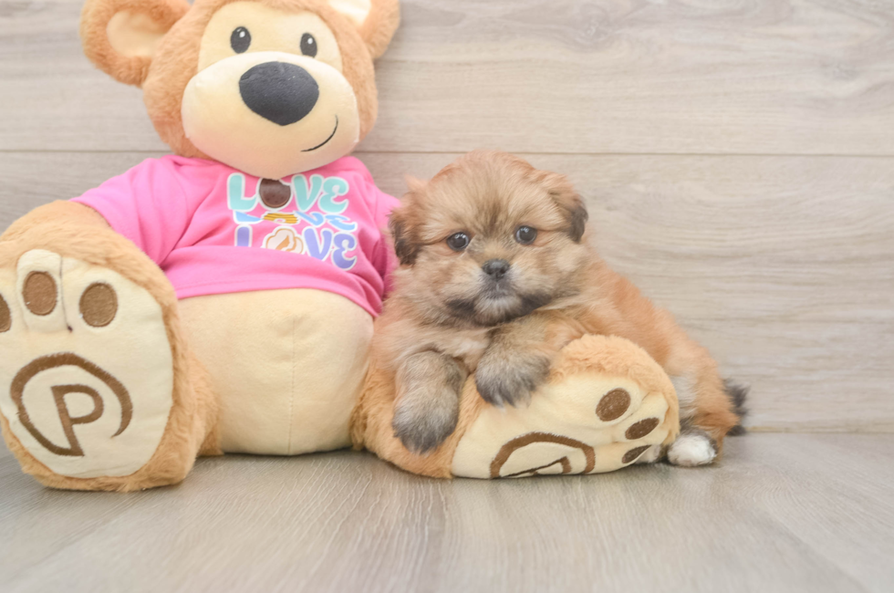 5 week old Shih Pom Puppy For Sale - Lone Star Pups