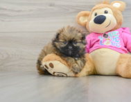 5 week old Shih Pom Puppy For Sale - Lone Star Pups