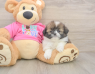 5 week old Shih Pom Puppy For Sale - Lone Star Pups