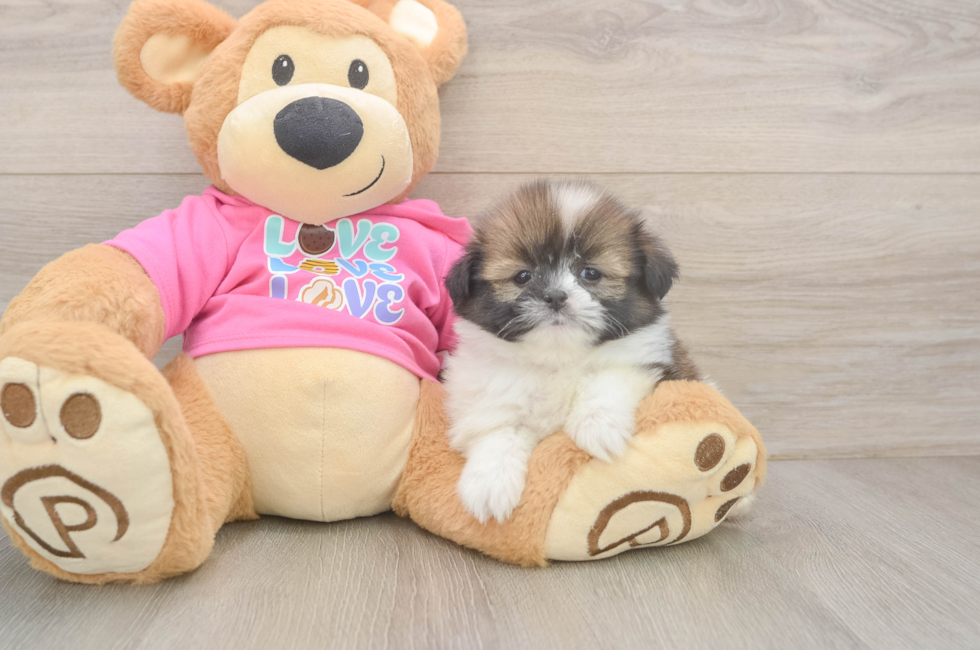 5 week old Shih Pom Puppy For Sale - Lone Star Pups