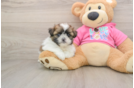 Adorable Pomtzu Designer Puppy