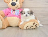 5 week old Shih Pom Puppy For Sale - Lone Star Pups
