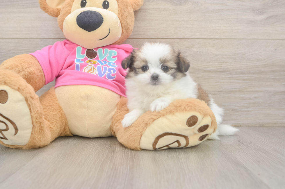5 week old Shih Pom Puppy For Sale - Lone Star Pups